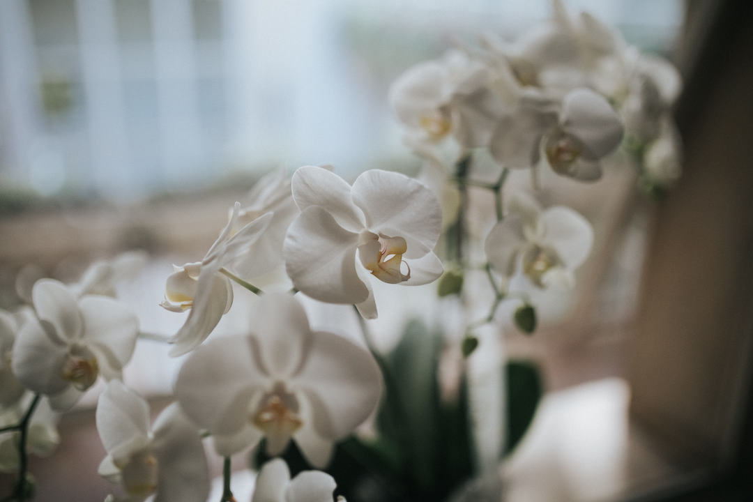 Orchidee im Standesamt Frankfurt