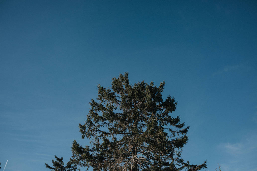 Baumspitze auf dem Feldberg im Taunus